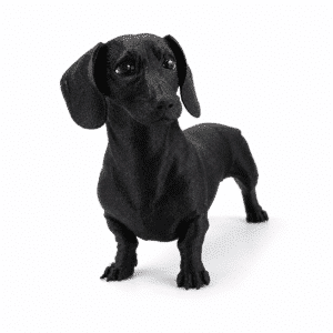 Perro dachshund
